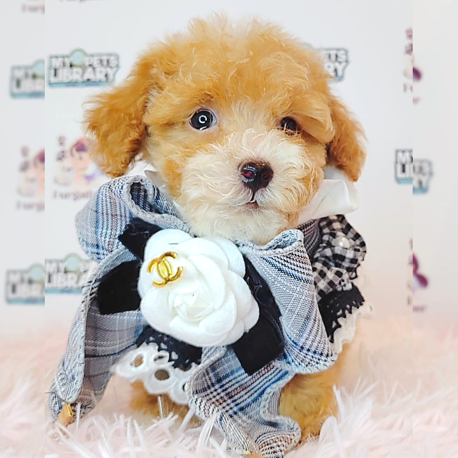 Maltipoo Puppy (Male) For Sale