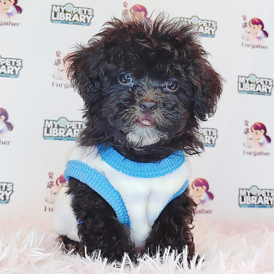 Tiny Poodle Puppy (Male) For Sale