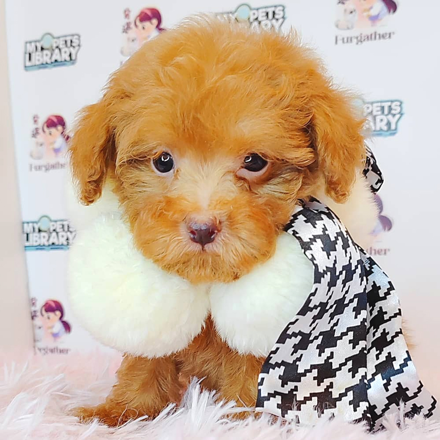Tiny Poodle Puppy (Male) For Sale