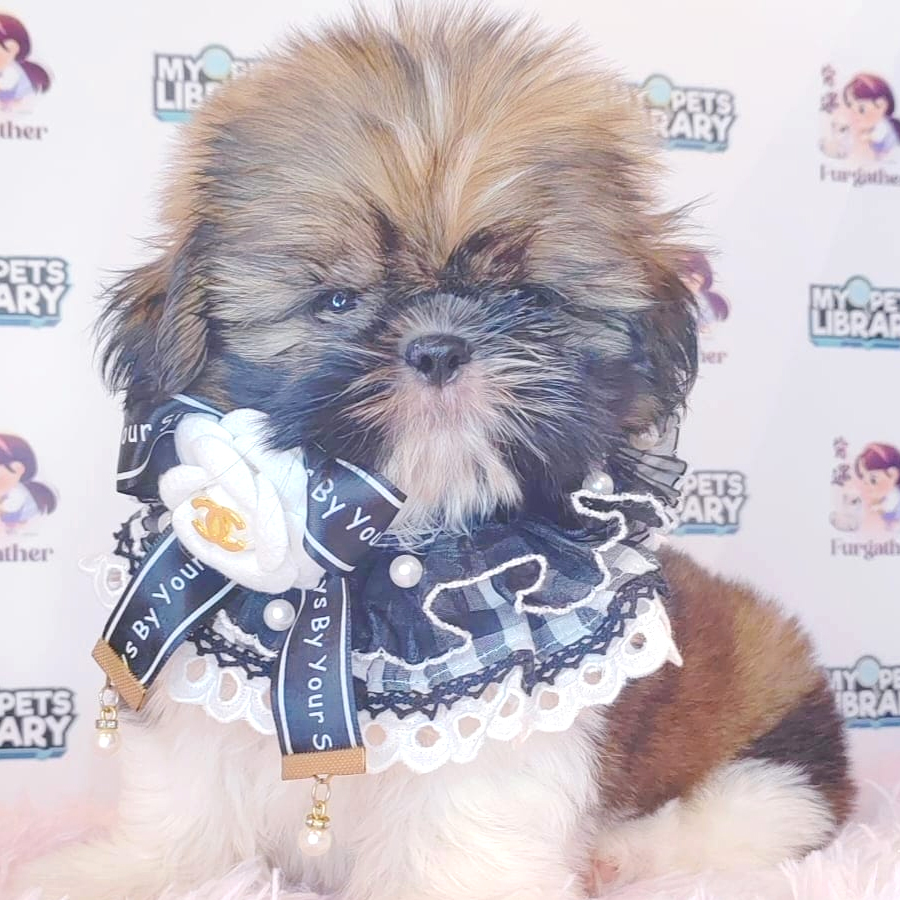 Shih Tzu Puppy (Male) For Sale