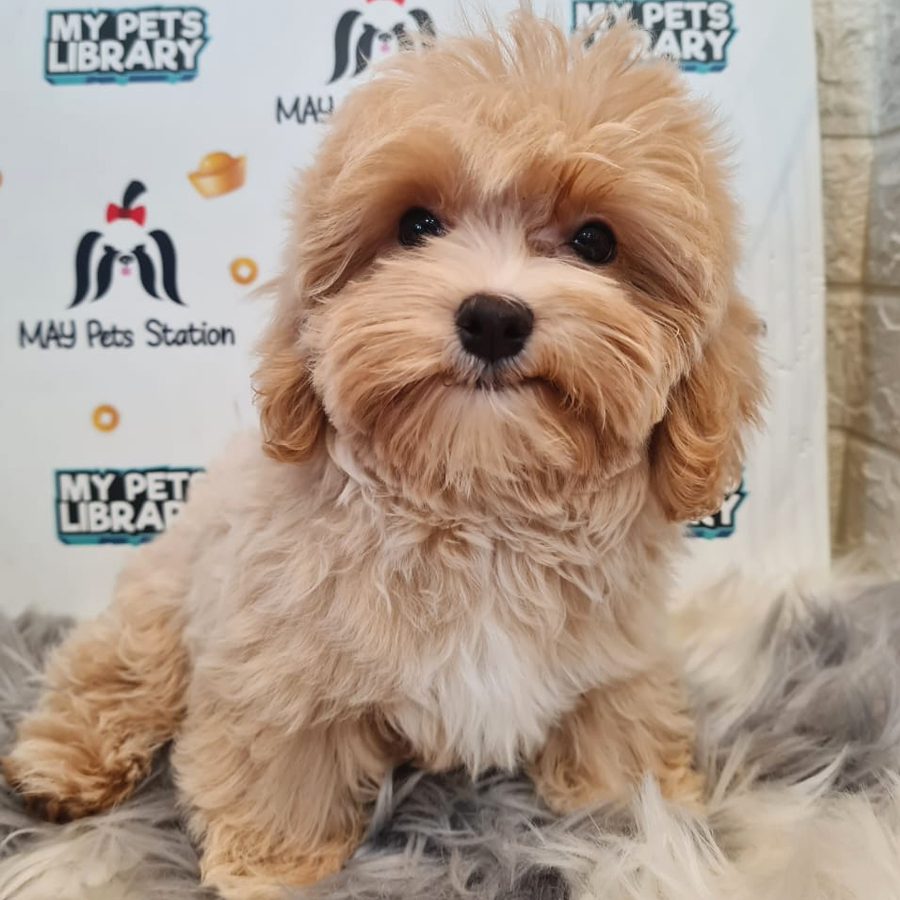 Maltipoo Puppy (Male) For Sale