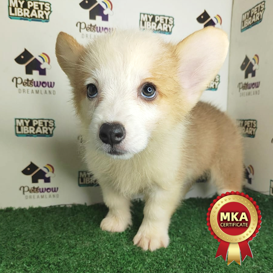 MKA Welsh Corgi Puppy (Male) For Sale