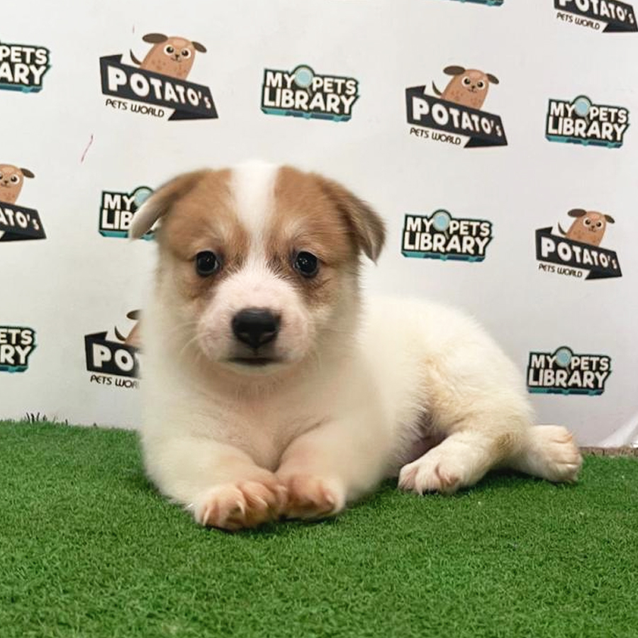 Welsh Corgi Puppy (Female) For Sale