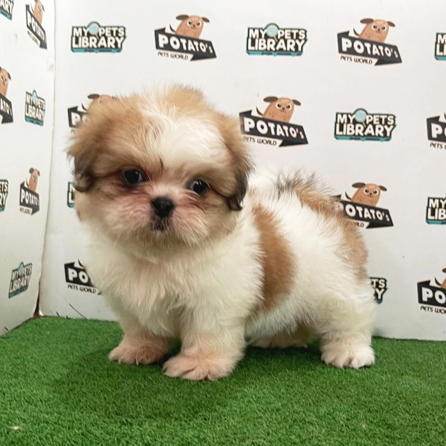 Shih Tzu Puppy (Female) For Sale