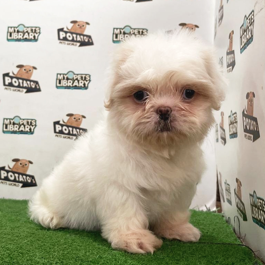 Shih Tzu Puppy (Female) For Sale