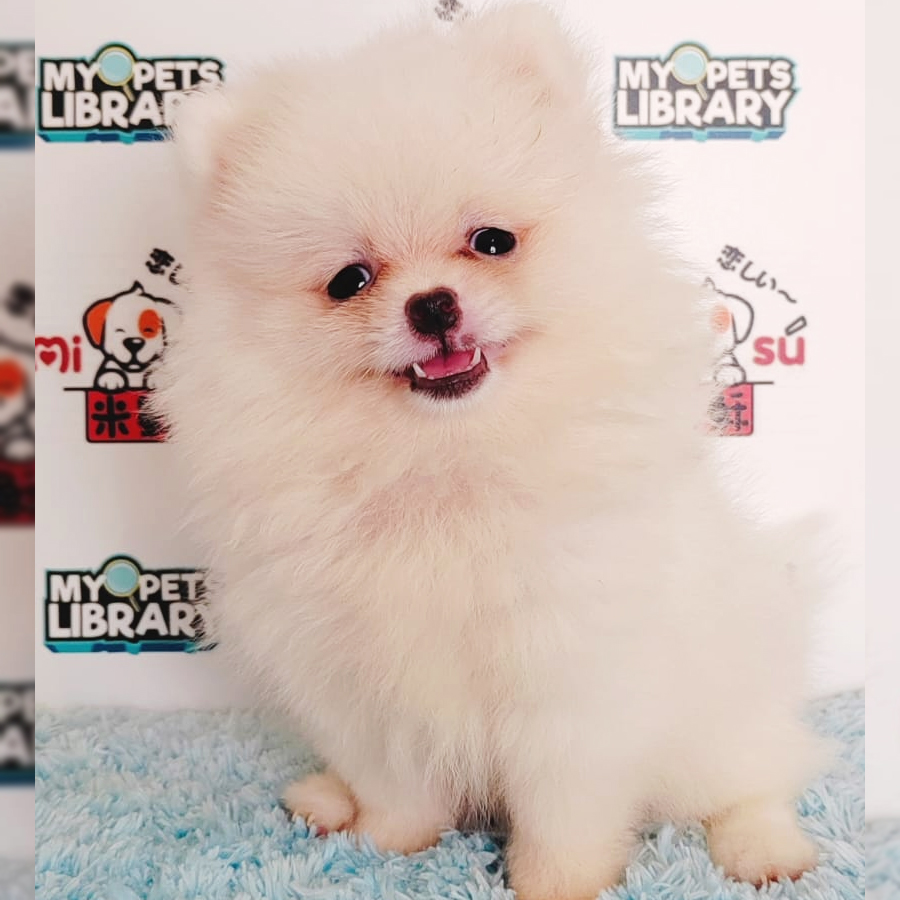 Pomeranian Puppy (Female) For Sale