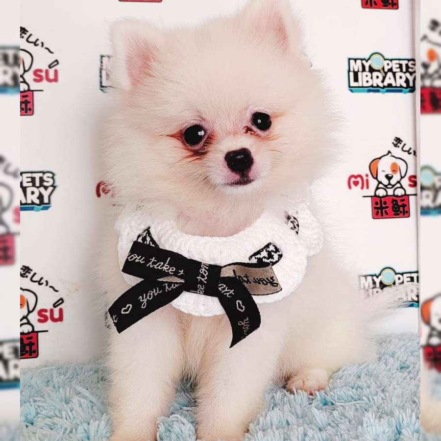 Pomeranian Puppy (Female) For Sale