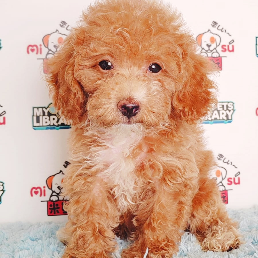 Toy Poodle Puppy (Male) For Sale