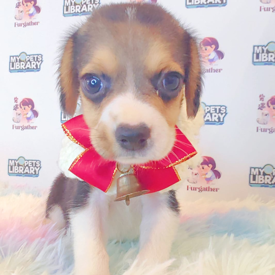 Beagle Puppy (Female) For Sale