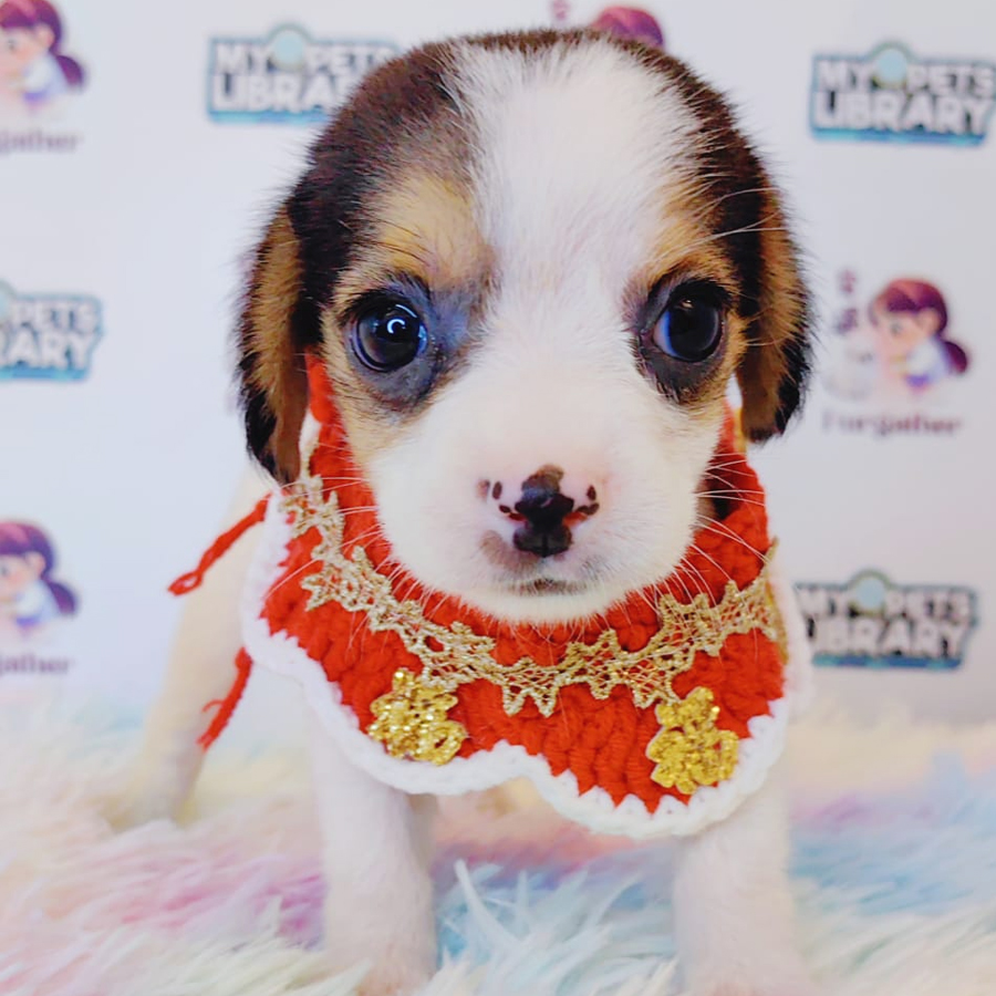 Beagle Puppy (Male) For Sale