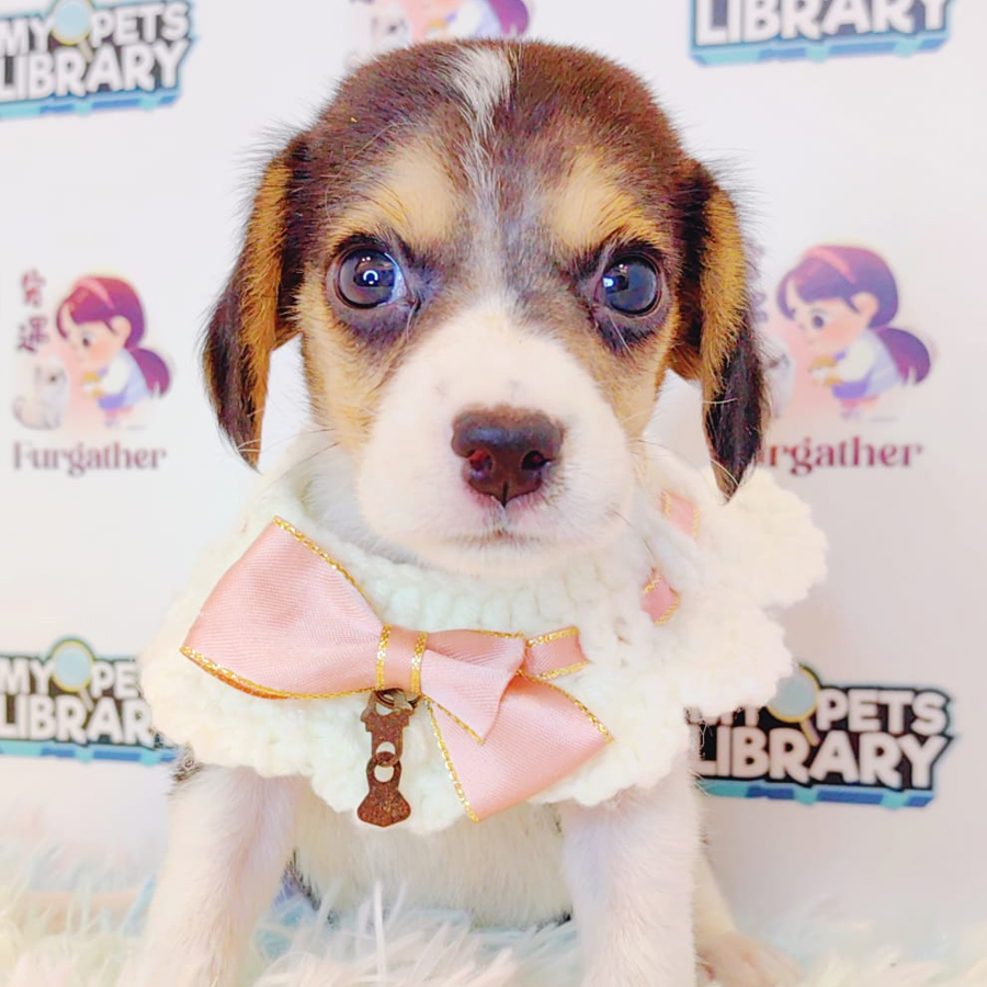 Beagle Puppy (Female) For Sale