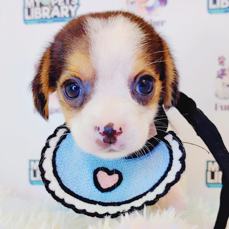 Beagle Puppy (Female) For Sale