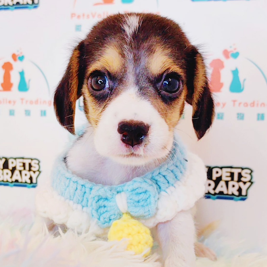 Beagle Puppy (Male) For Sale