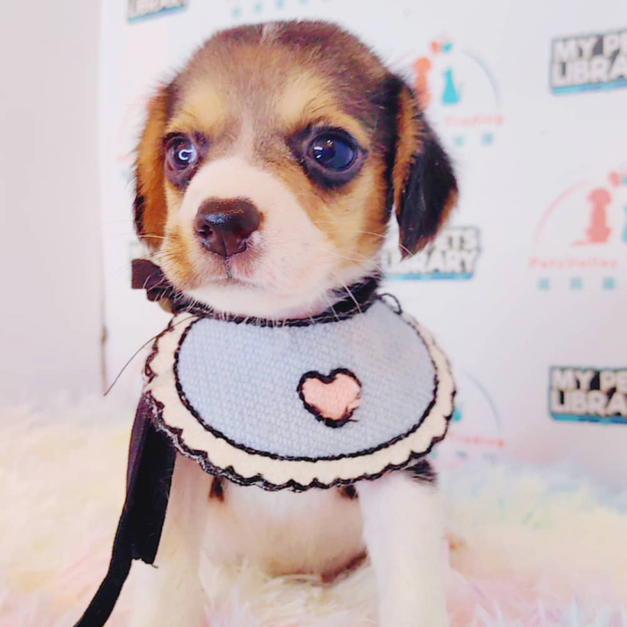 Beagle Puppy (Female) For Sale