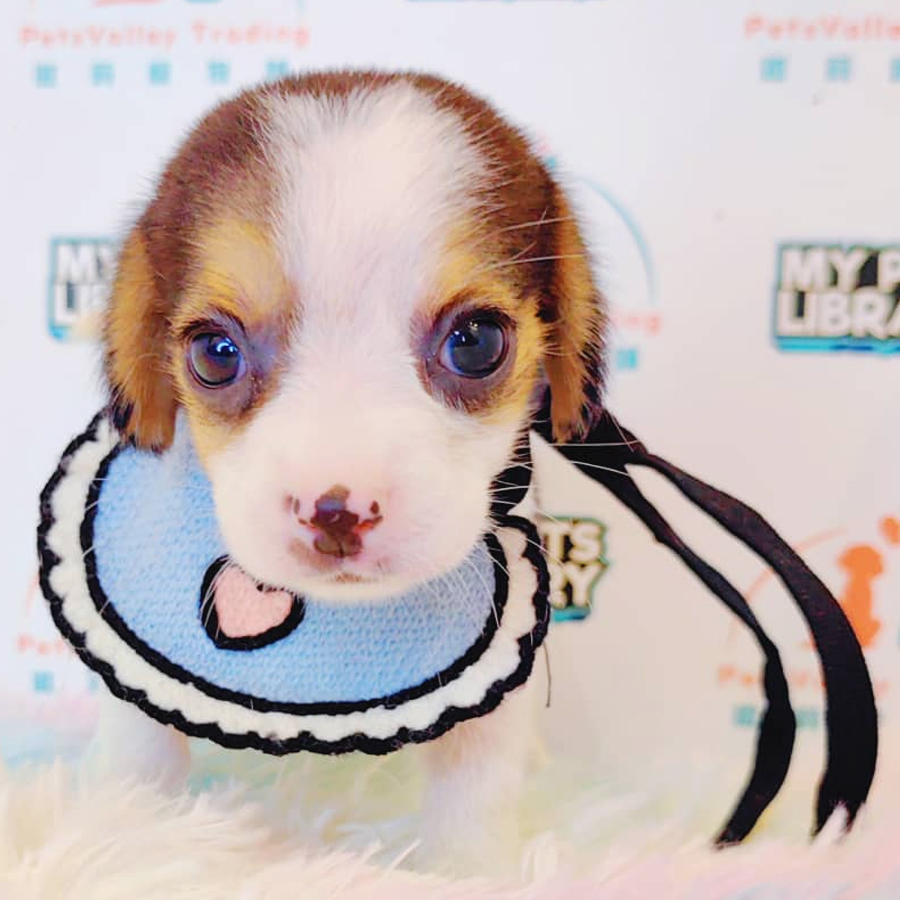 Beagle Puppy (Female) For Sale
