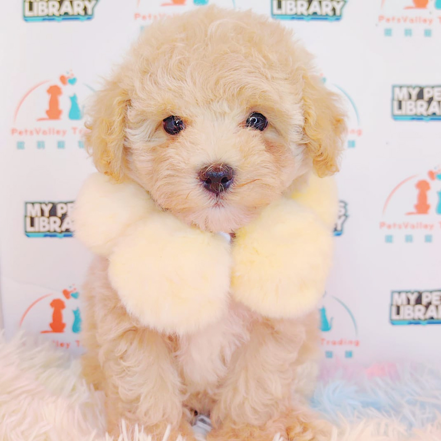 Toy Poodle Puppy (Male) For Sale