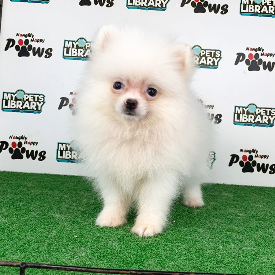 Pomeranian Puppy (Male) For Sale