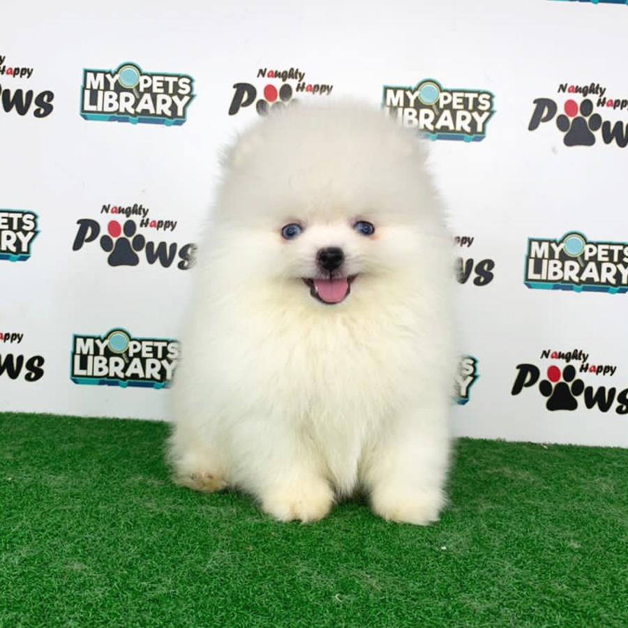Pomeranian Puppy (Male) For Sale