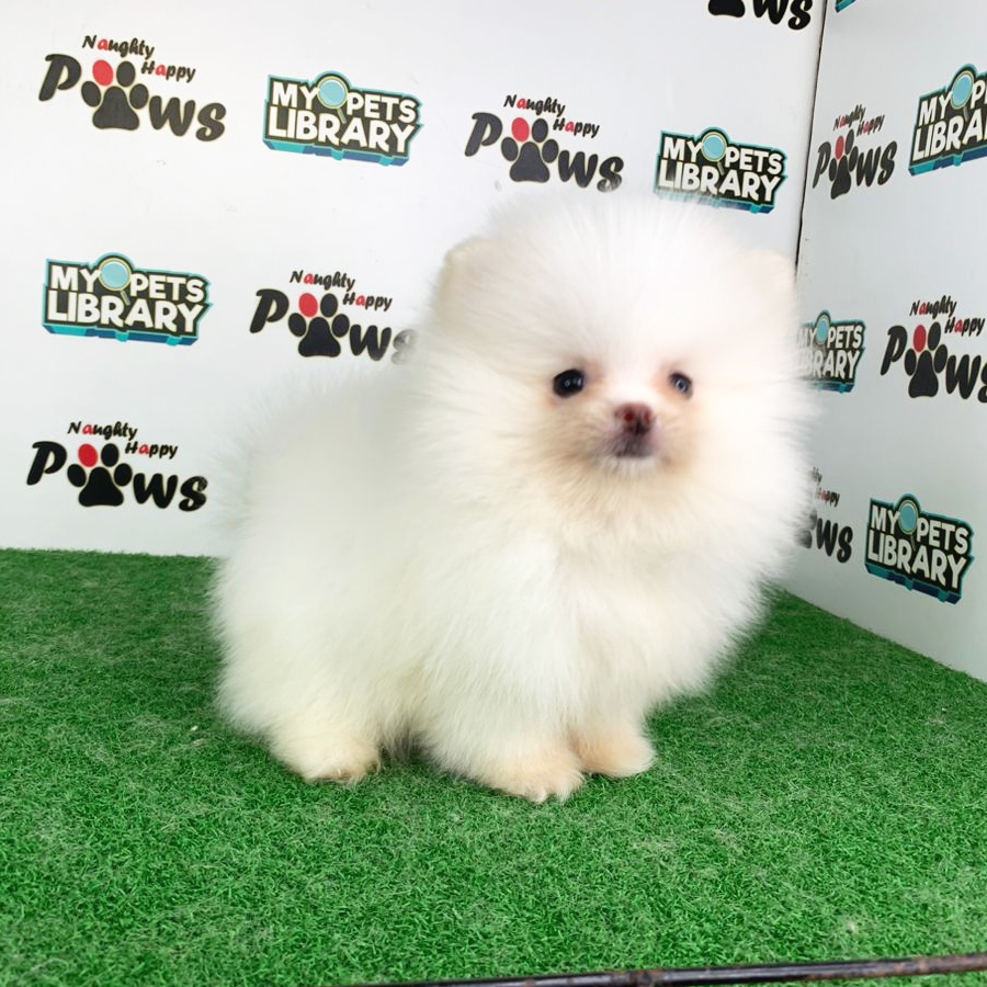 Pomeranian Puppy (Female) For Sale