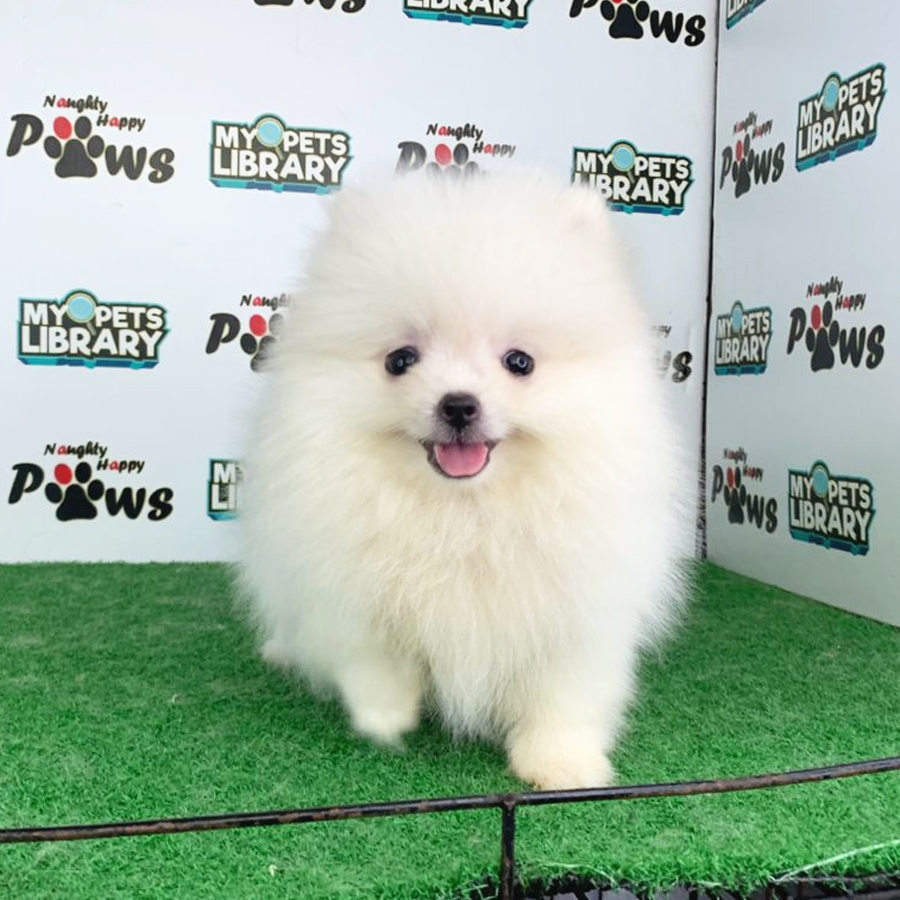 Pomeranian Puppy (Female) For Sale