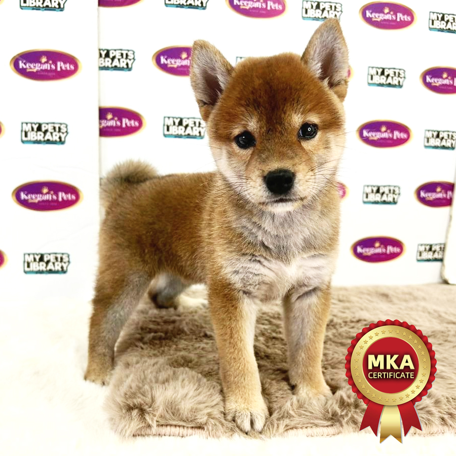 MKA Shiba Inu Puppy (Female) For Sale