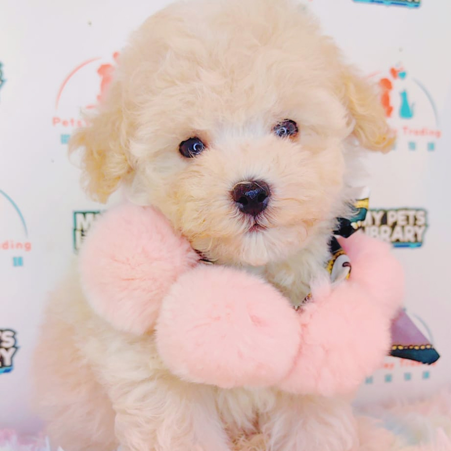 Maltipoo Puppy (Male) For Sale