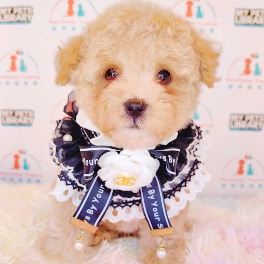 Maltipoo Puppy (Female) For Sale