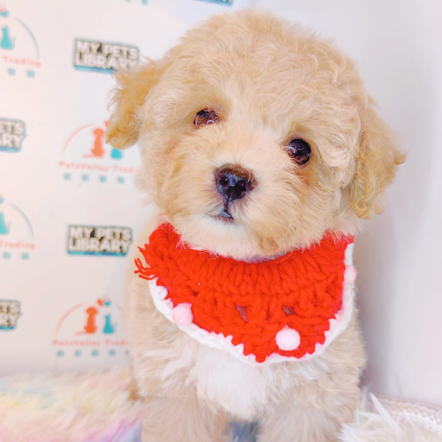 Maltipoo Puppy (Male) For Sale