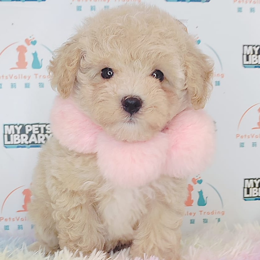 Toy Poodle Puppy (Female) For Sale