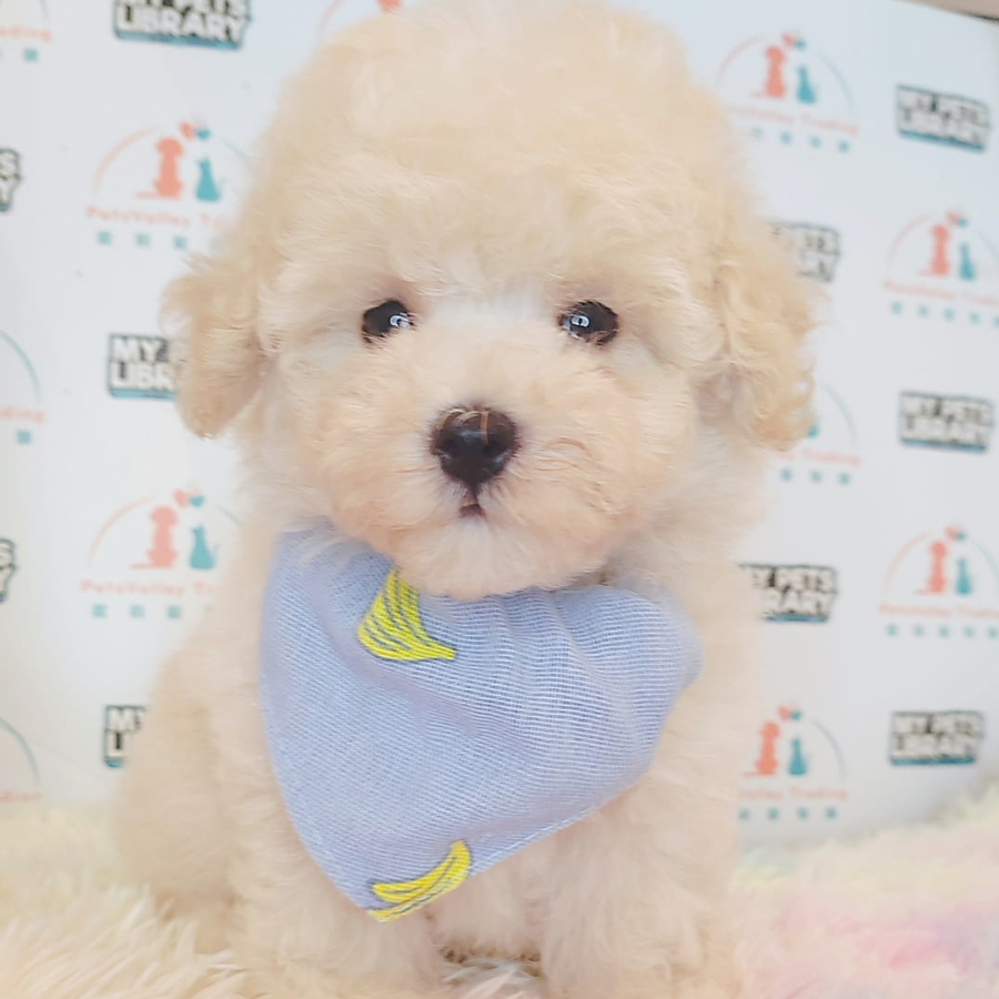 Toy Poodle Puppy (Male) For Sale