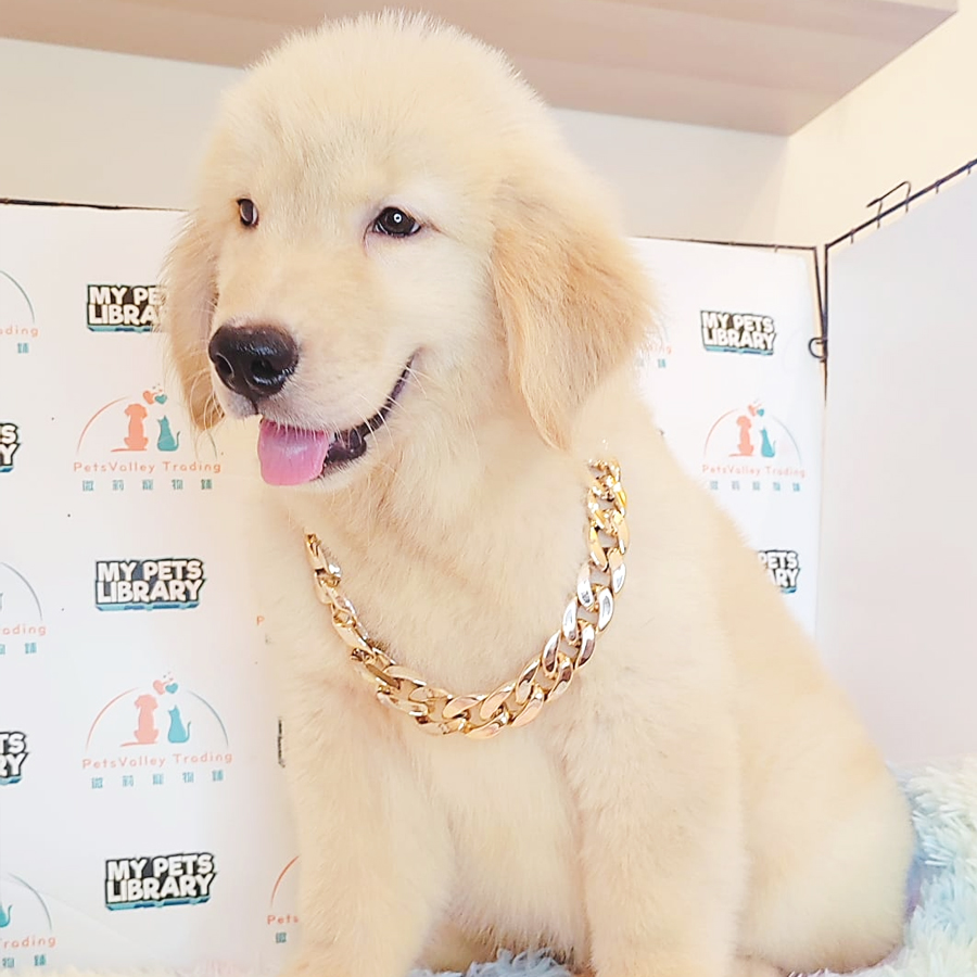 Golden Retriever Puppy (Male) For Sale