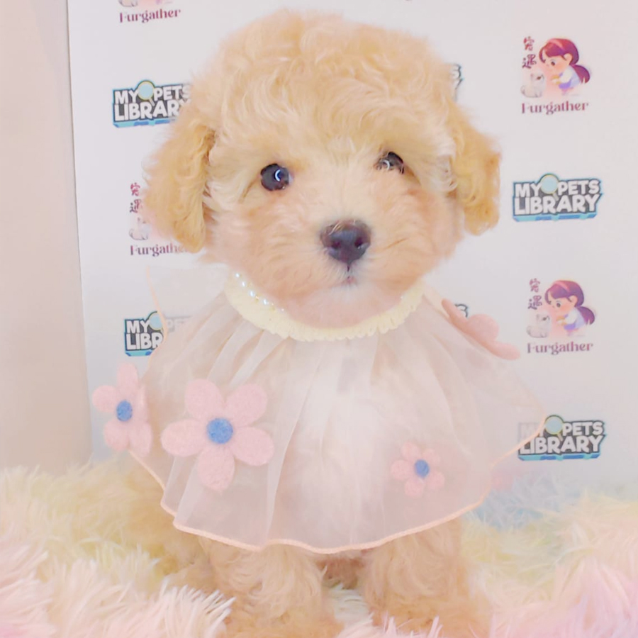 Toy Poodle Puppy (Female) For Sale