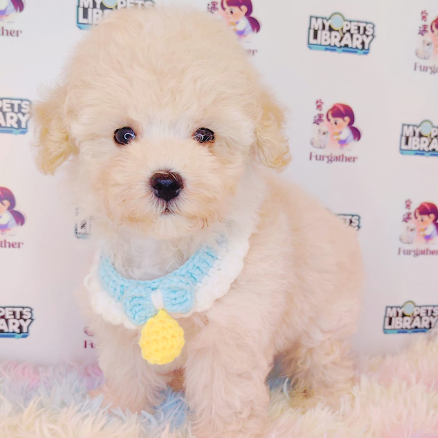Toy Poodle Puppy (Male) For Sale