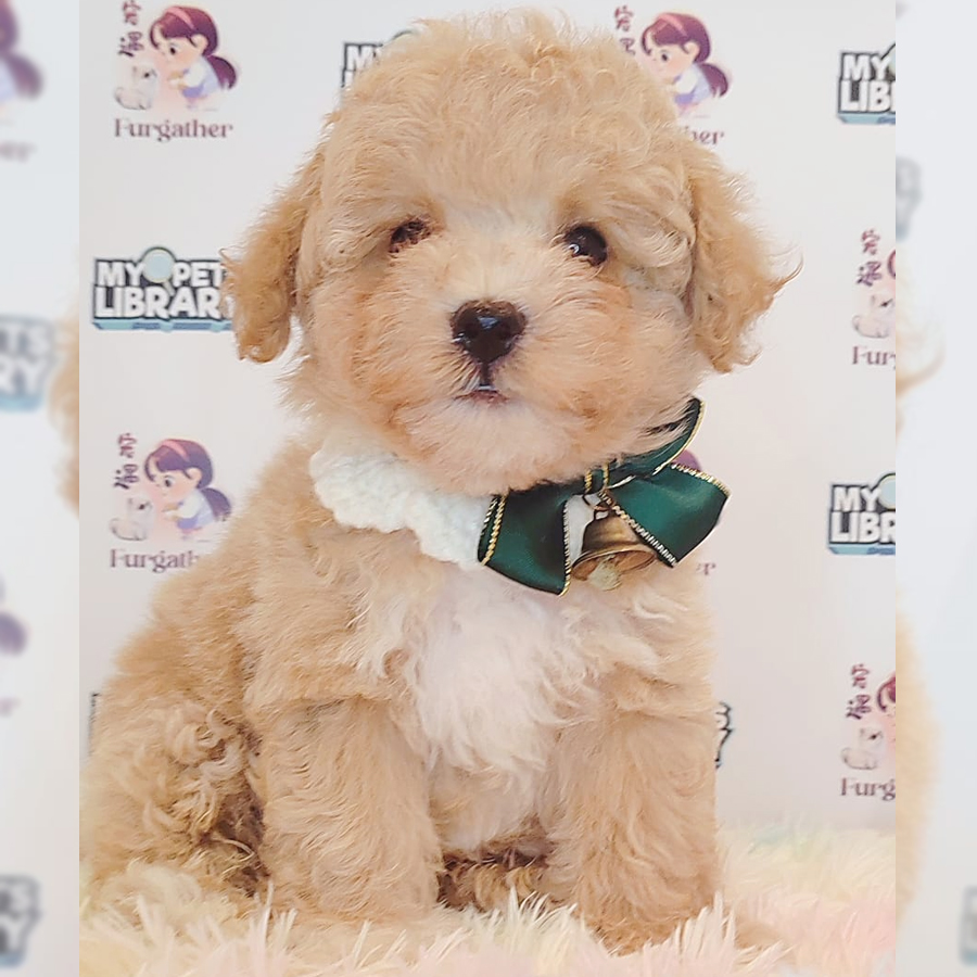 Toy Poodle Puppy (Female) For Sale