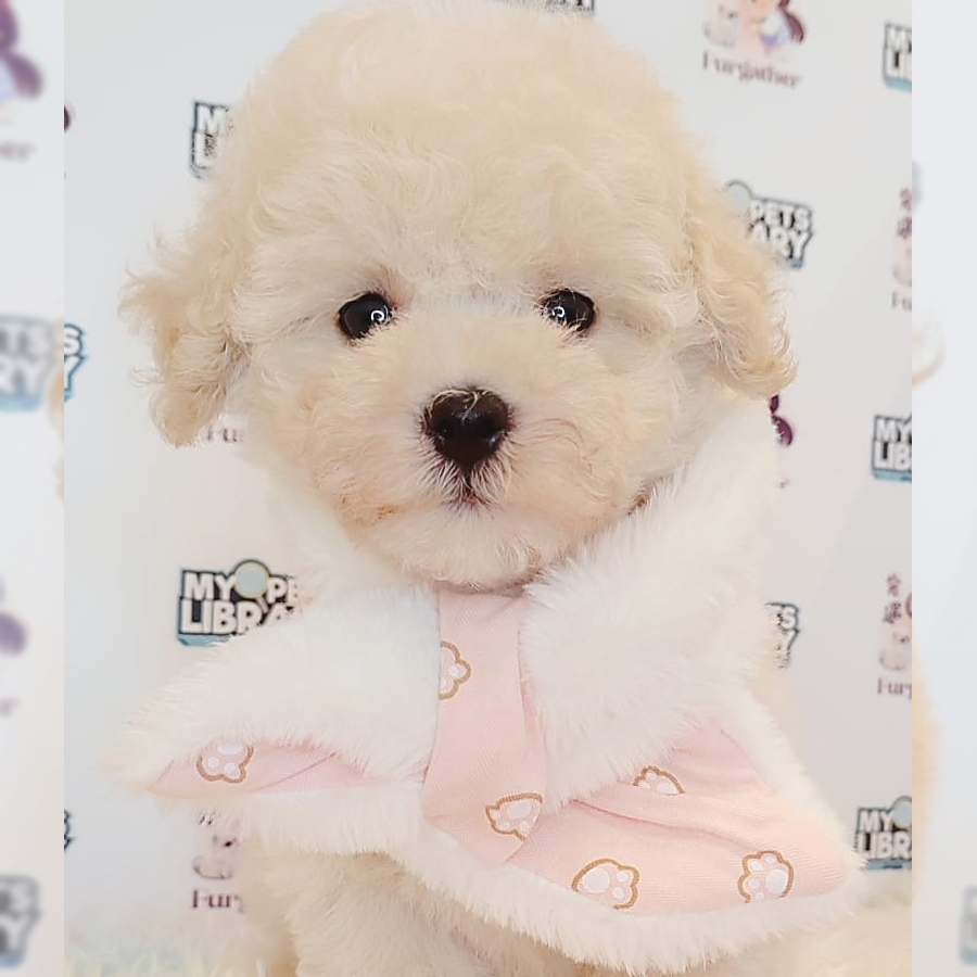 Toy Poodle Puppy (Male) For Sale