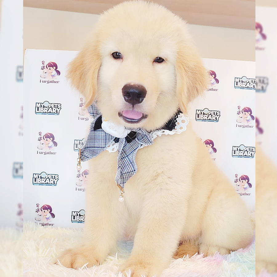 Golden Retriever Puppy (Male) For Sale