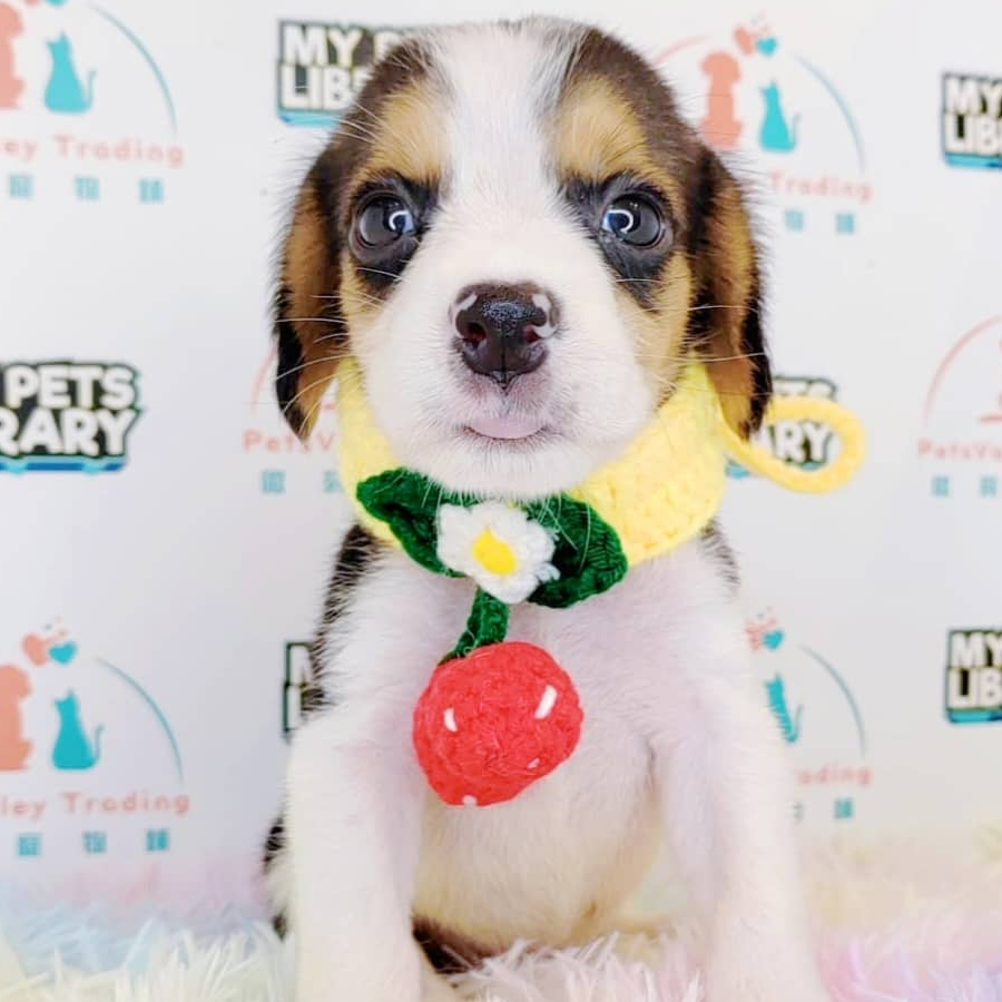 Beagle Puppy (Male) For Sale