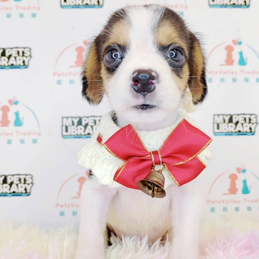 Beagle Puppy (Male) For Sale