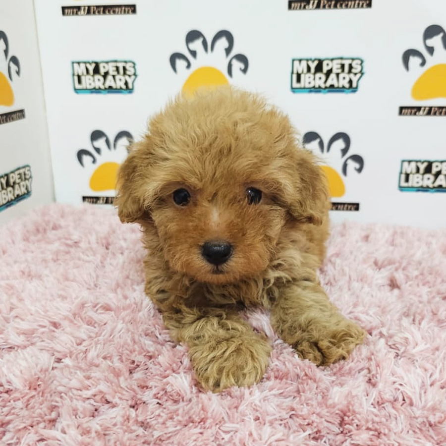 Tiny Poodle Puppy (Female) For Sale