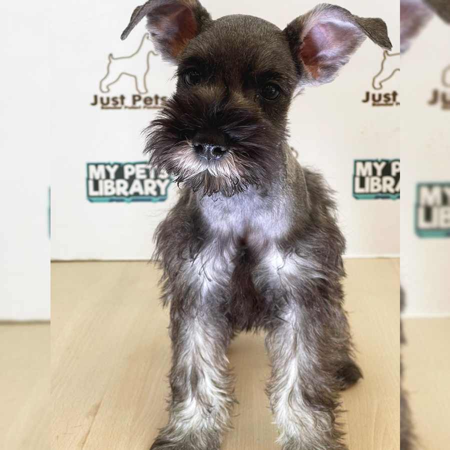Schnauzer Puppy (Female) For Sale