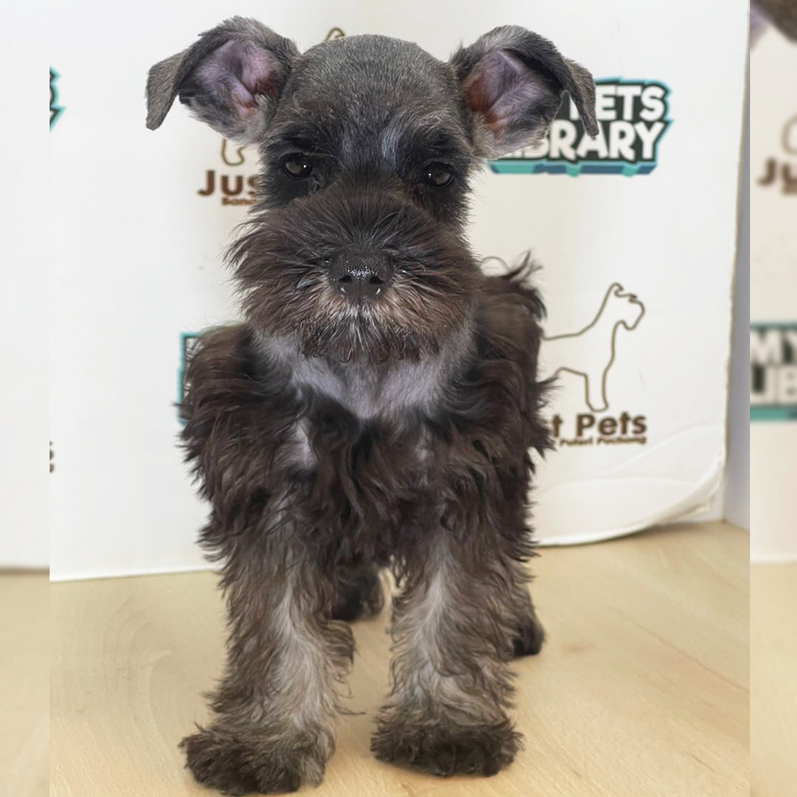Schnauzer Puppy (Male) For Sale