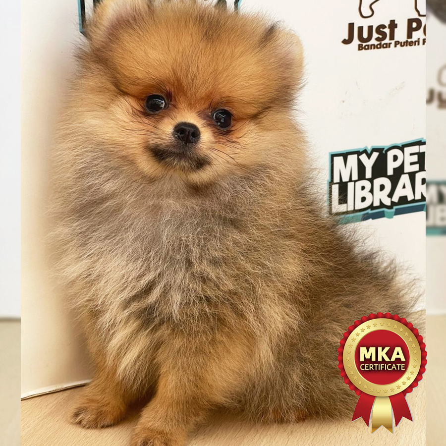 MKA Pomeranian Puppy (Female) For Sale
