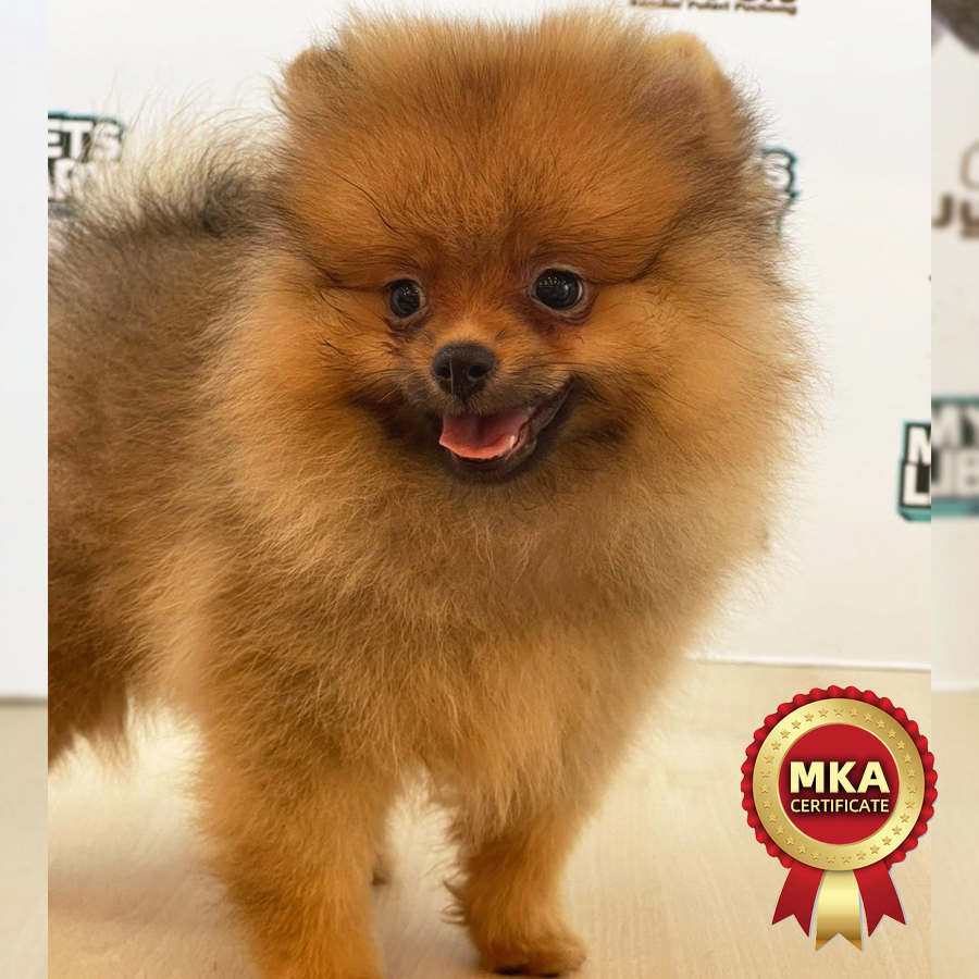 MKA Pomeranian Puppy (Male) For Sale