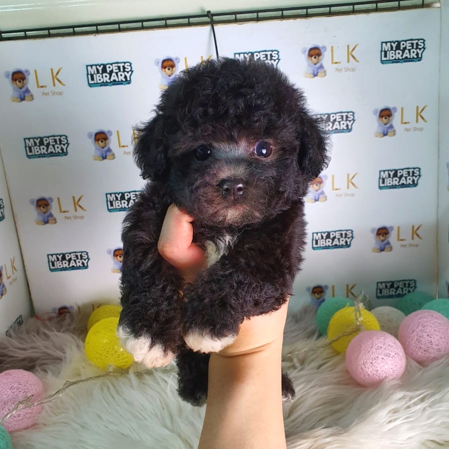 Toy Poodle Puppy (Male) For Sale