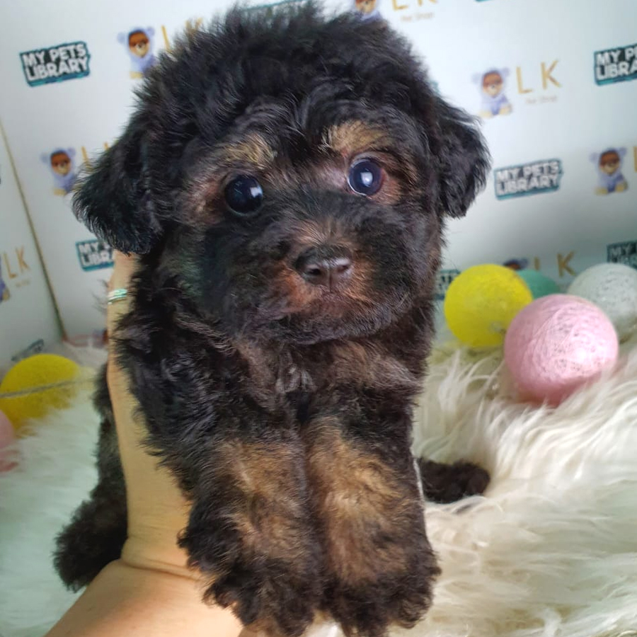 Toy Poodle Puppy (Female) For Sale