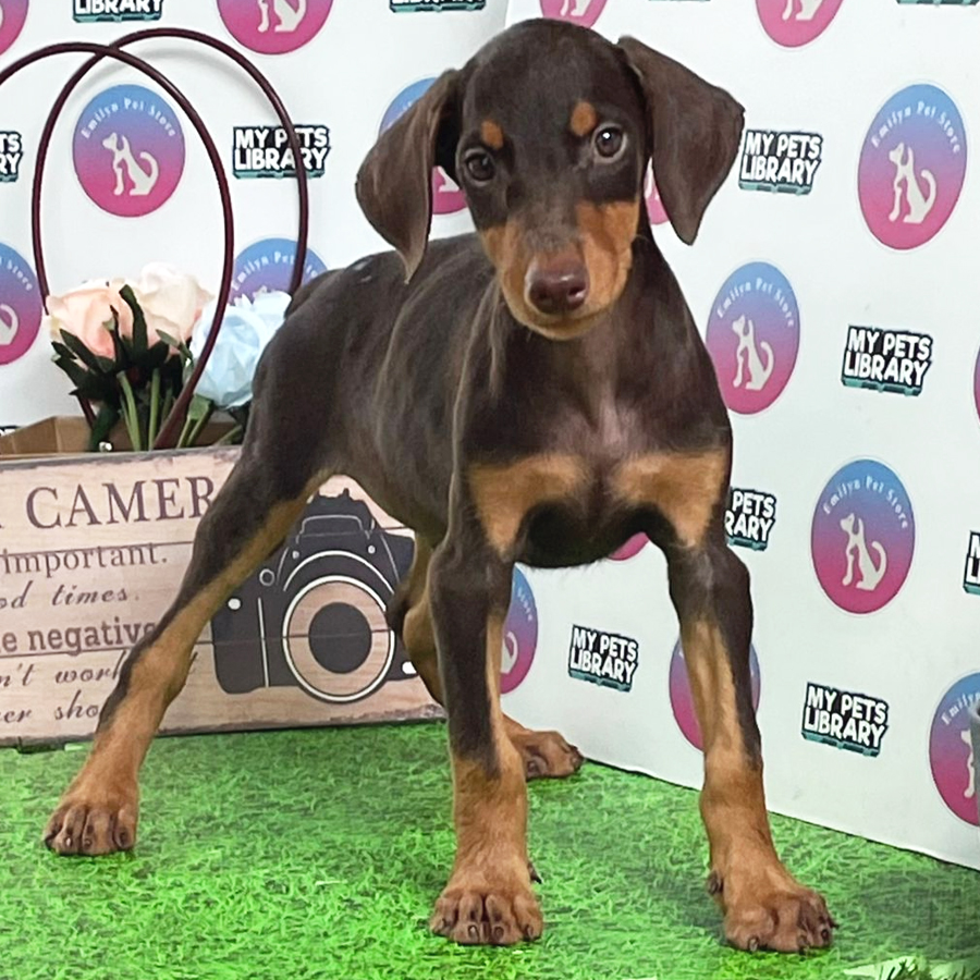 Doberman Puppy (Female) For Sale
