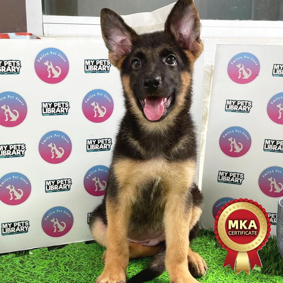 MKA German Shepherd Puppy (Female) For Sale