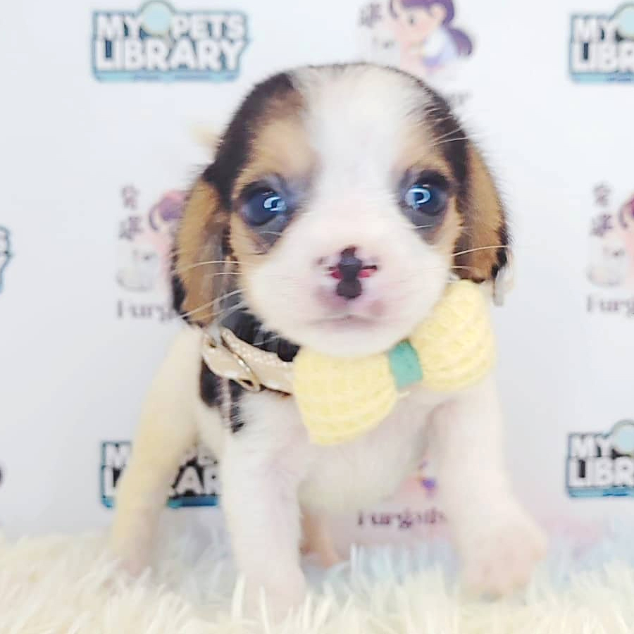 Beagle Puppy (Female) For Sale