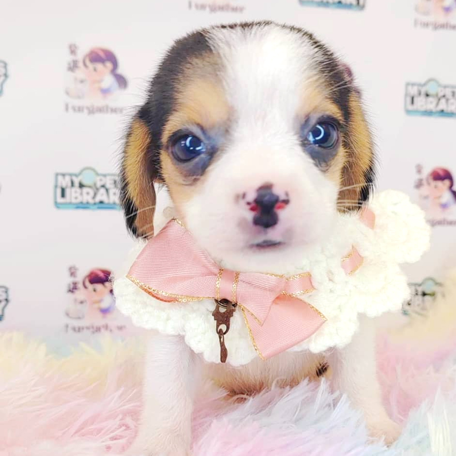 Beagle Puppy (Male) For Sale