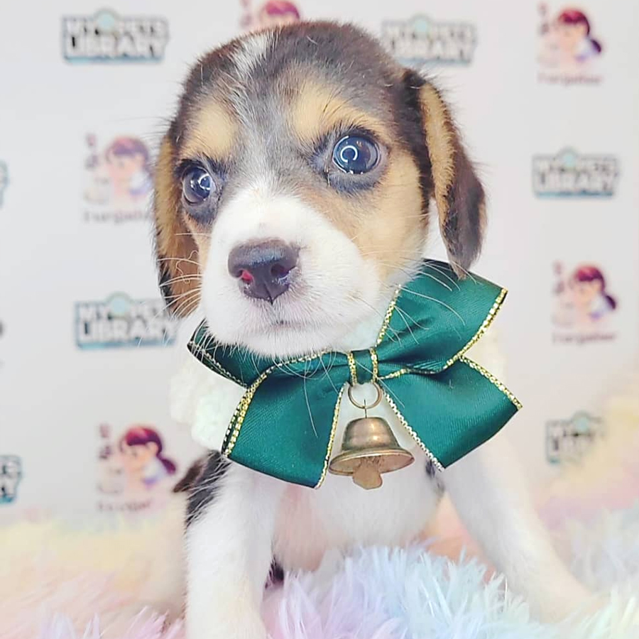 Beagle Puppy (Male) For Sale